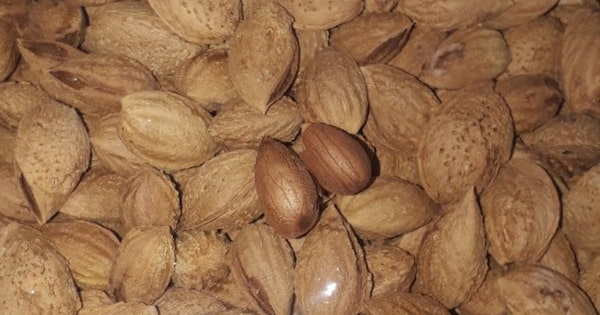 قیمت قاووت بادام